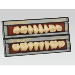Zęby akrylowe Gnathostar górne